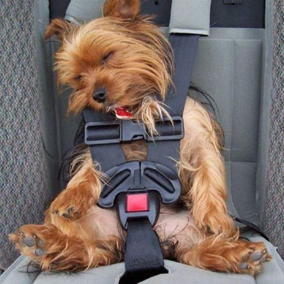 Meet your Posher, Sheila - Picture 1 of 1